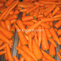 Frische rote frische Karotte der neuen Ernte der neuen Ernte
